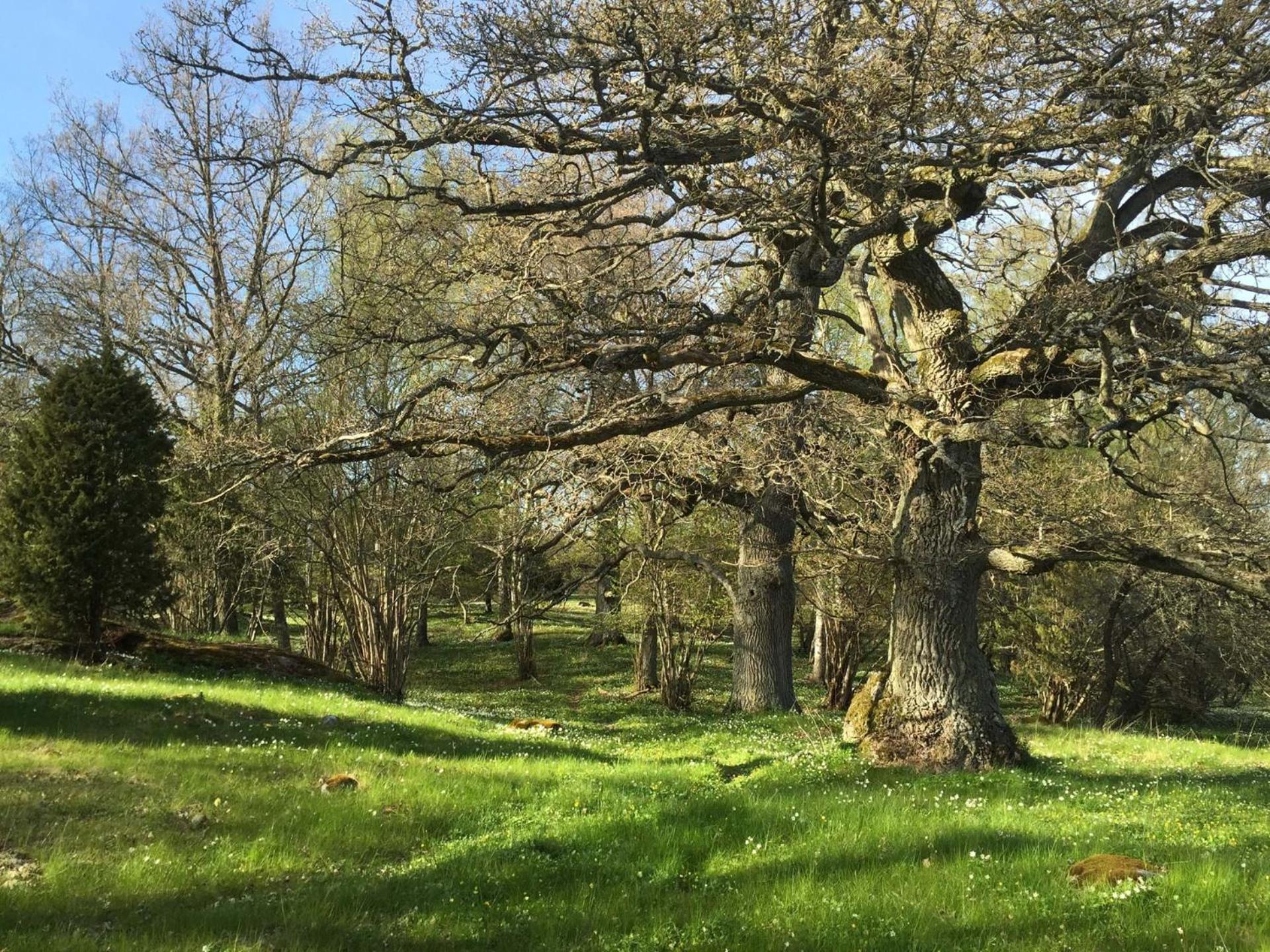 Bogesund Slottsvandrarhem Pansiyon Vaxholm Dış mekan fotoğraf